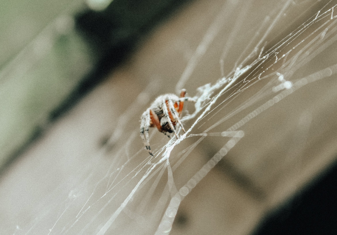 Spider Photography Print